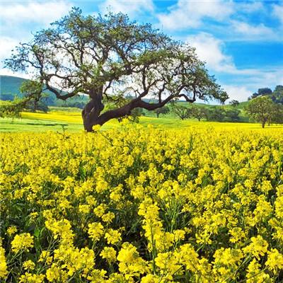 医药生物行业深度研究：处方外流持续推进 零售药店集中度提升